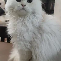 توله گربه اسکاتیش و بریتیش|گربه|تهران, صد دستگاه|دیوار