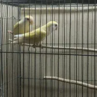 یک جفت کوتوله برزیلی معاوضه نرگسی قناری|پرنده|شیروان (خراسان), |دیوار