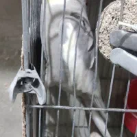 فروش عروس هلندی نر آماده کارداده|پرنده|ارومیه, |دیوار