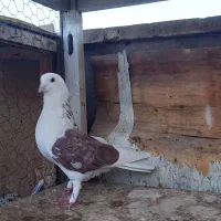 کفتر دوتا نر گردن کلفت|پرنده|ری, سرتخت|دیوار