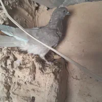 کبوتر|پرنده|قم, نخودی|دیوار