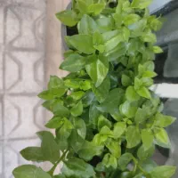 گل یخ معاوضه