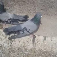 تعدادی ملقی خوشکل سبز چشم سفید و چشم سیاه  کله ای