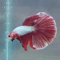 نژاد رو دراگون