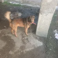 واگذاری سگ سراب با هزینه|سگ|رشت, کوی مهر|دیوار