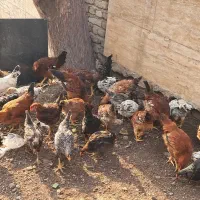 نیمچه مرغ و خروس