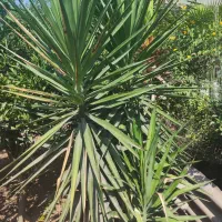 گل و گیاه طبیعی|گل و گیاه طبیعی|بابل, |دیوار