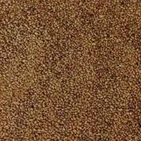 تخم بذر یونجه