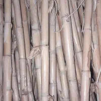 نی هفت بند کاشان درجه ۱ خشک خشک ۲ ساله