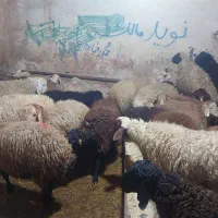 گوسفند زنده با قصاب شرق غرب
