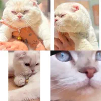 گربه نر اسکاتیش