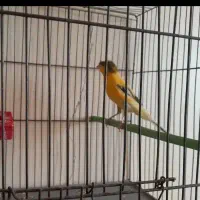 قناری نر سوپر