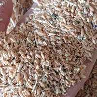 گندم خوراک دام