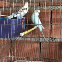 مرغ عشق مولد|پرنده|آستارا, |دیوار