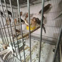 قناری جوجه تیره و روشن