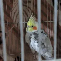 عروس هلندی|پرنده|خرمشهر, |دیوار