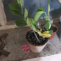 انجیری ابلق زیبا پربرگ|گل و گیاه طبیعی|بیرجند, |دیوار