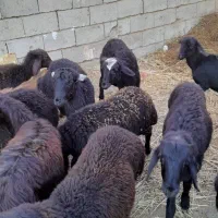 فروش بره|حیوانات مزرعه|باروق, |دیوار