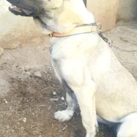 توله ماده 6ماهه