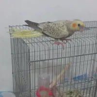 عروس هلندی دستی|پرنده|یاسوج, |دیوار