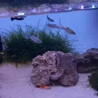 خریدار ماهی گوشی پلاتی