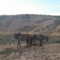 اسب|اسب و تجهیزات اسب‌سواری|کوهنانی, |دیوار