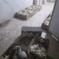 جوجه بوقلمون رویال