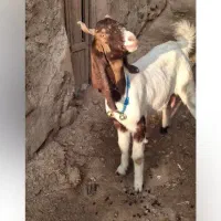 بز پاکستانی شیری