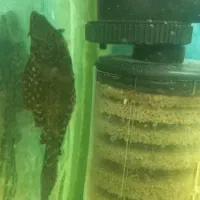 ماهی کوی|ماهی|یزد, |دیوار