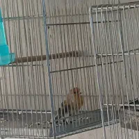 سهره قناری اوسا