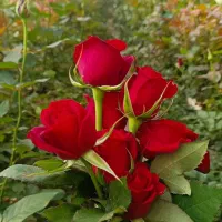 کار در گلخونه گل رز