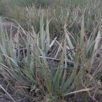 فروش پاجوش آلوئه ورا