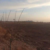 زمین کشاورزی به همراه باغ