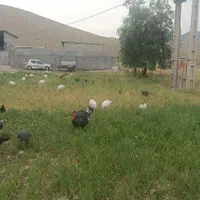 مرغ تخم گذار .خروس .بوقلمون و دستگاه جوجه کشی|حیوانات مزرعه|پلدختر, |دیوار