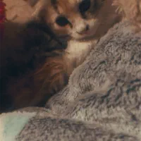 گربه پرشین