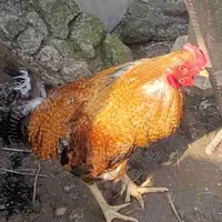 تعدادی جوجه اسرائیلی محلی وتخم نطفه دار|حیوانات مزرعه|لاهیجان, پردسر|دیوار