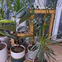 گل طبیعی|گل و گیاه طبیعی|مشهد, شهرآرا|دیوار