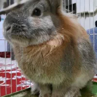 خرگوش درشت معاوضه با کفتر ساده زرد کاکلی ماده