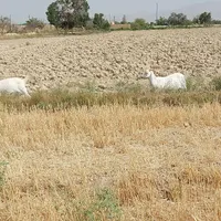 بز سانن شیرا به همراه بزغاله بزرگ|حیوانات مزرعه|گلپایگان, |دیوار