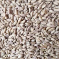 گندم|عمده‌فروشی|بلوک, |دیوار