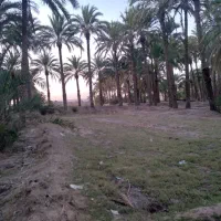 زمین ‌بانخل‌خرما|فروش دفتر صنعتی، کشاورزی، تجاری|ایرانشهر, |دیوار