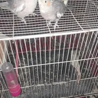 عروس هلندی|پرنده|مشهد, سجادیه|دیوار