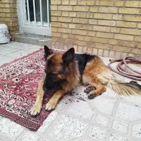سگ ژرمن