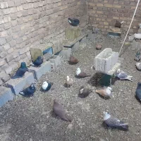 کبوتر|پرنده|کشکوئیه, |دیوار