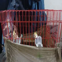 عروس هلندی رام وسخنگو
