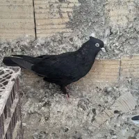 سه عدد زاغ