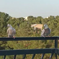 کبوتر