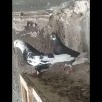 کبوتر عالی|پرنده|نسیم‌شهر, |دیوار