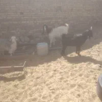 باسلام دوعددبزاسرایلی خوب رونده شد