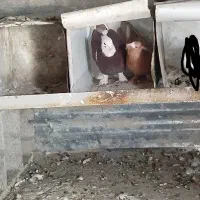 کبوتر شازده